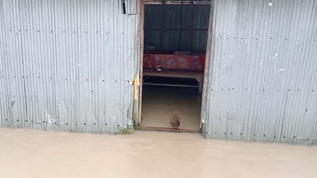 লালমনিরহাটে বিপৎসীমা ছাড়ালো তিস্তার পানি, নিম্নাঞ্চল প্লাবিত