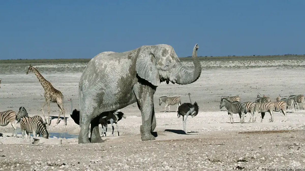 ভয়াবহ খরায় খাদ্যাভাবে শত শত প্রাণী হত্যার সিদ্ধান্ত নামিবিয়ার