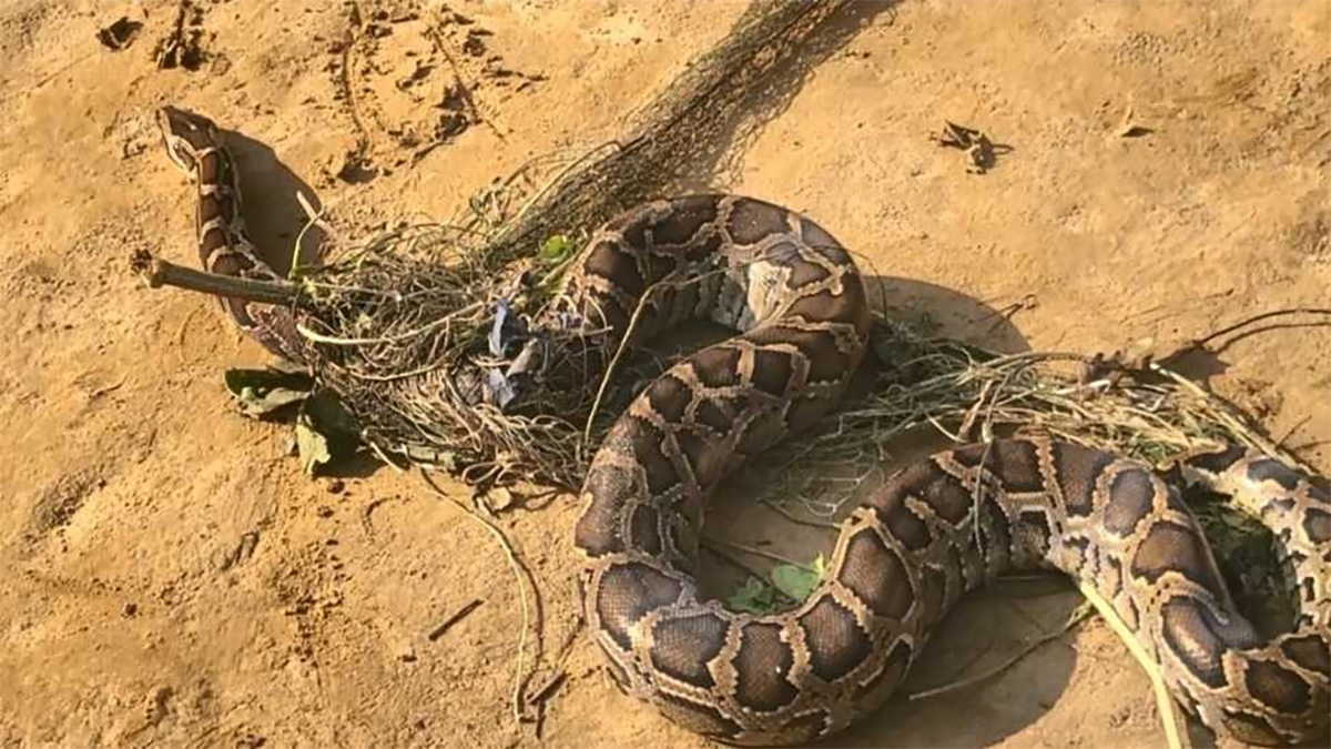 শেরপুরে মরিচ ক্ষেতের জালে আটকা অজগর!