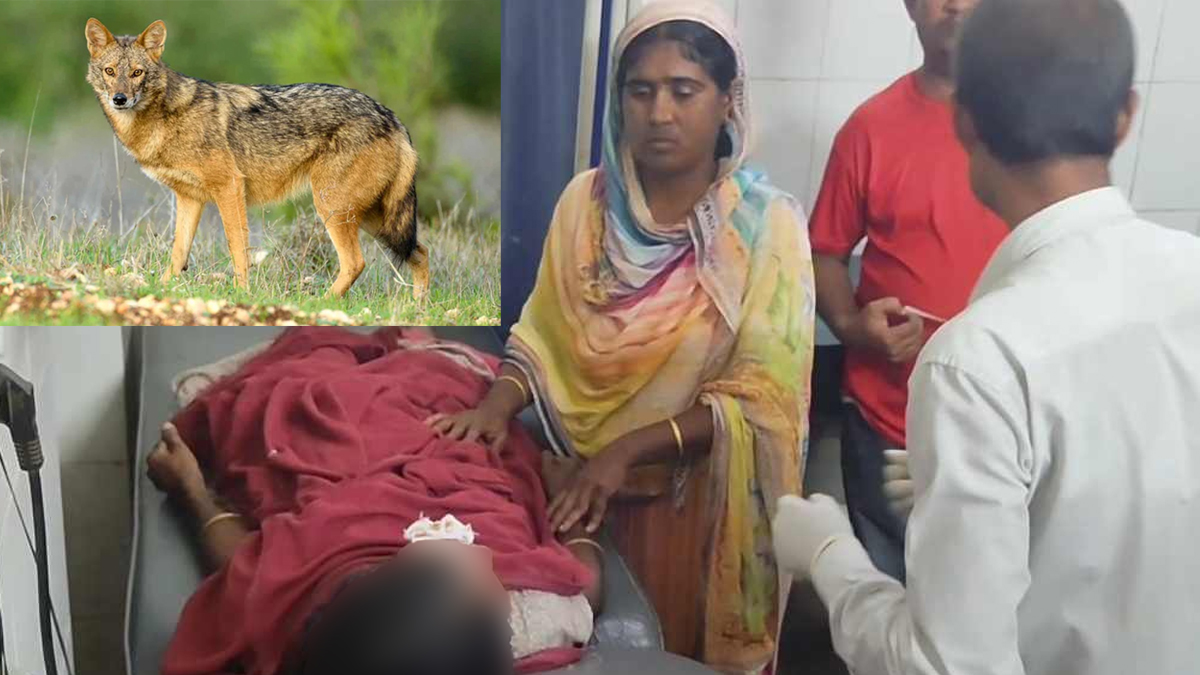 জামালপুরে শিয়ালের কামড়ে নারীসহ আহত ৭