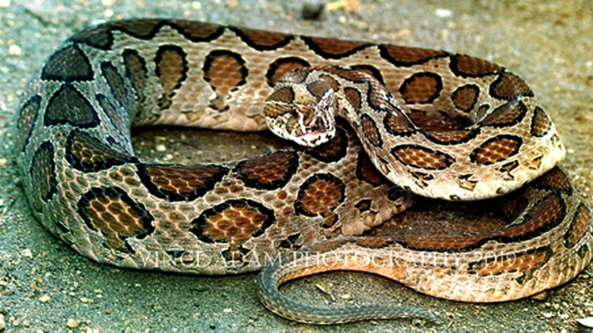 কামড় দেয়া রাসেলস ভাইপার নিয়ে হাসপাতালে ব্যক্তি