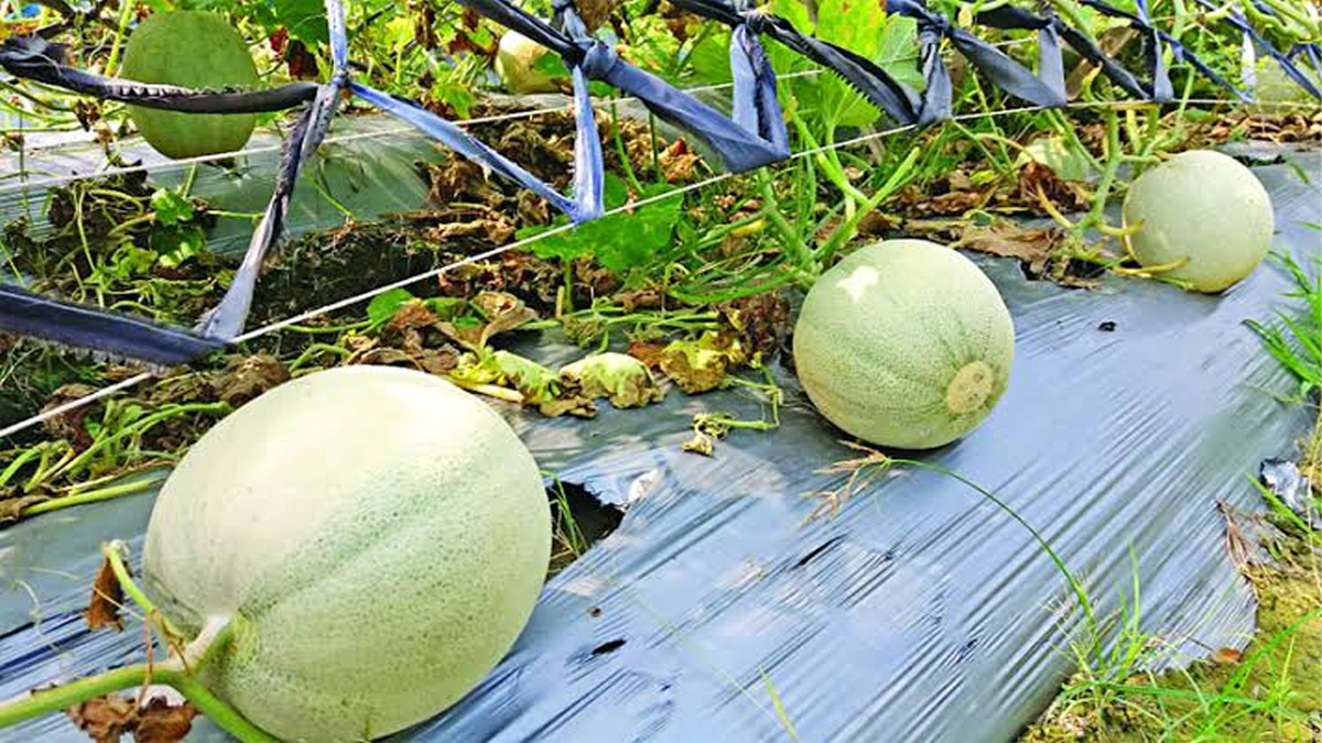 মরুভূমির ফল ‘সাম্মাম’ চাষে ৩ মাসে লাভ ৭ গুণ!