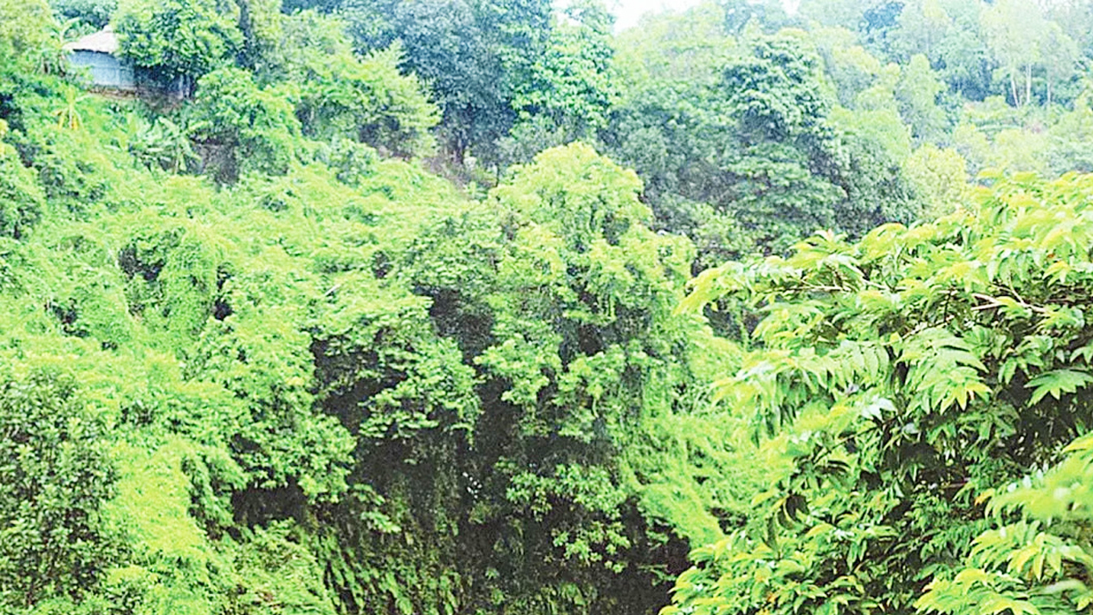 কক্সবাজারে জনপ্রশাসন একাডেমিকে দেয়া ৭শ’ একর বনভূমির বন্দোবস্ত বাতিল