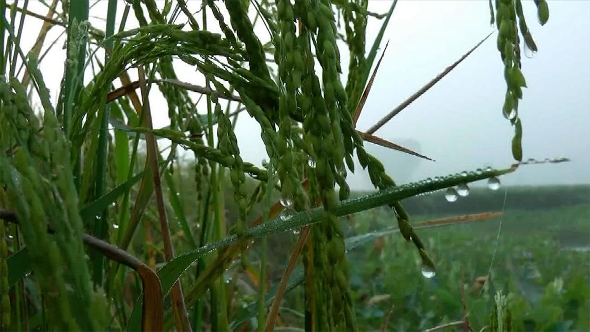 দিনাজপুরে ঘন কুয়াশার সাথে নেমেছে শীত
