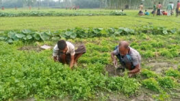 আগাম জাতের ধনেপাতায় লাভের মুখ দেখছে চাষী