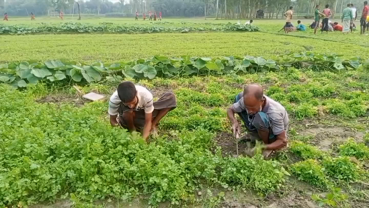 আগাম জাতের ধনেপাতায় লাভের মুখ দেখছে চাষী