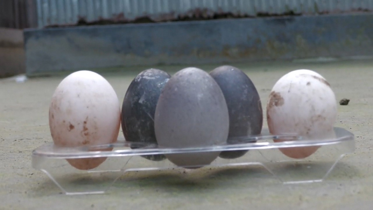 কুড়িগ্রামে কালো ডিম দিলো হাঁস