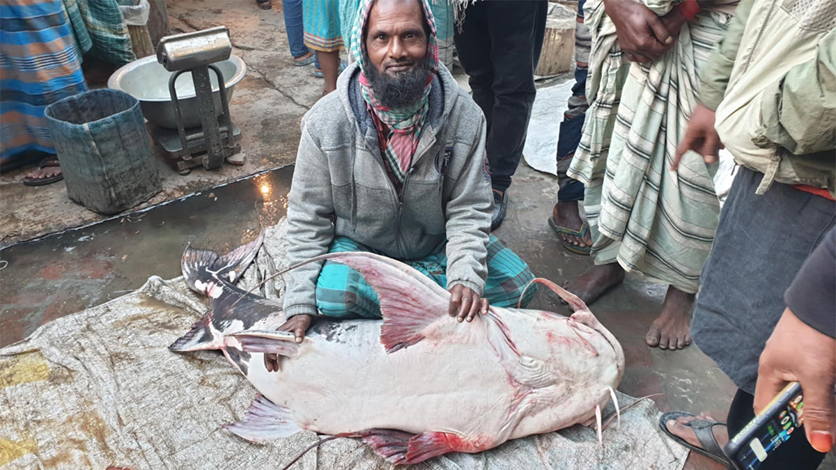 মানিকগঞ্জে জেলের জালে ৪৪ কেজির বাঘাইর, ৪৮ হাজারে বিক্রি