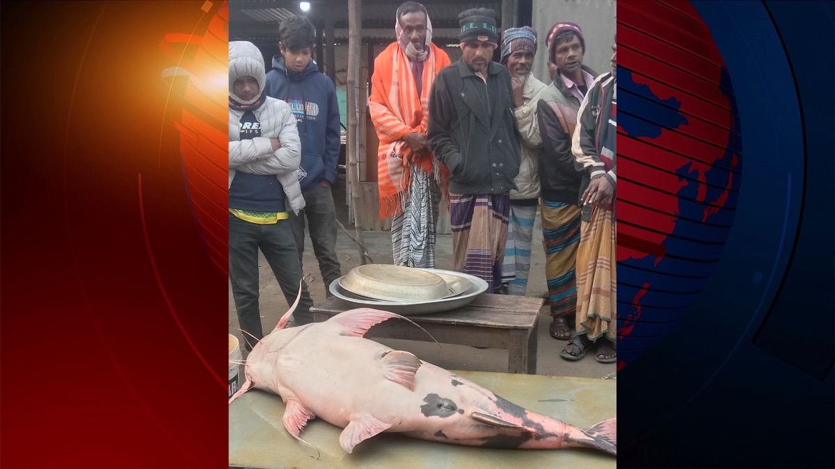 যমুনায় ধরা পড়লো ৩৮ কেজির বাঘাইড়, বিক্রি ৪৮ হাজার টাকায়