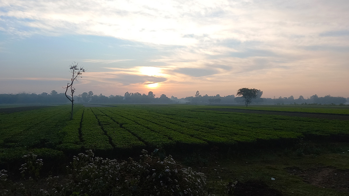 পঞ্চগড়ে বেড়েছে তাপমাত্রার পারদ