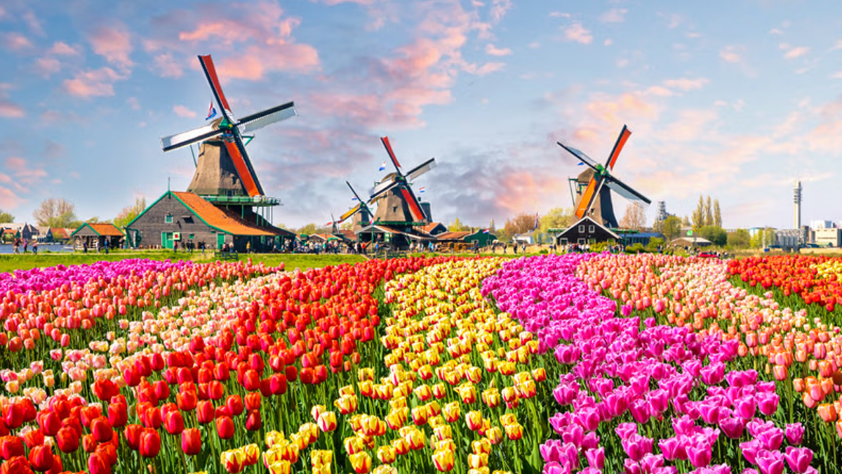 পারস্যে ভালোবাসার প্রতীক লাল টিউলিপ