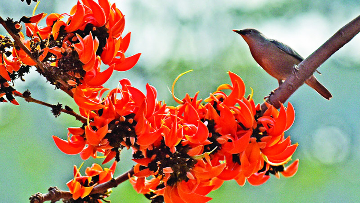 বসন্ত এসে গেছে