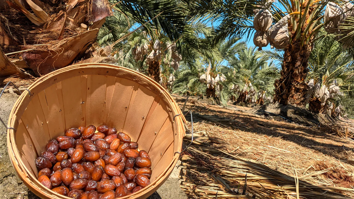 মহানবী (সা.)-এর প্রিয় ফল খেজুর