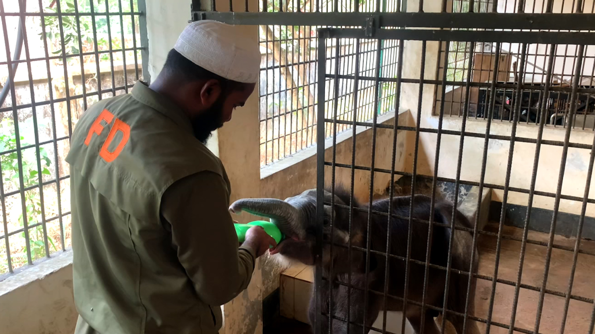 মা হারা হাতির গল্প