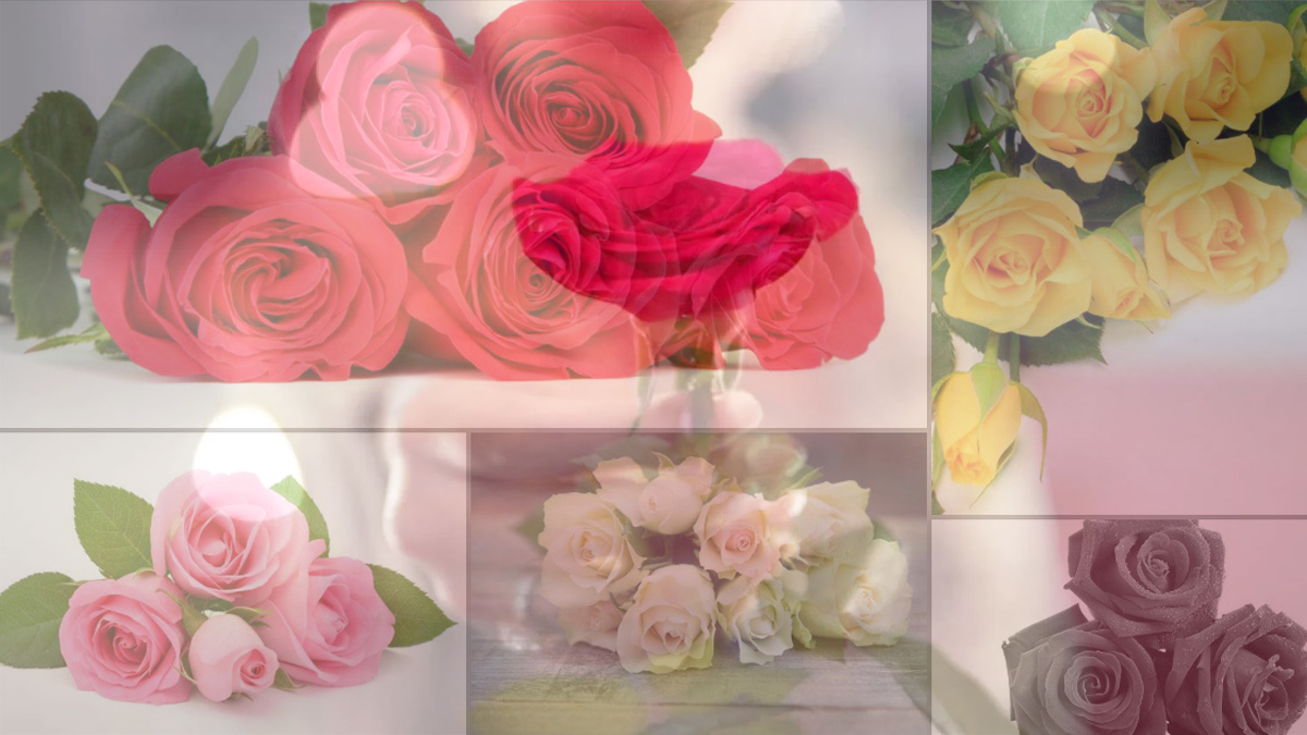 গোলাপ দেবেন? জেনে নিন, কোন রঙের গোলাপ কী বুঝায়