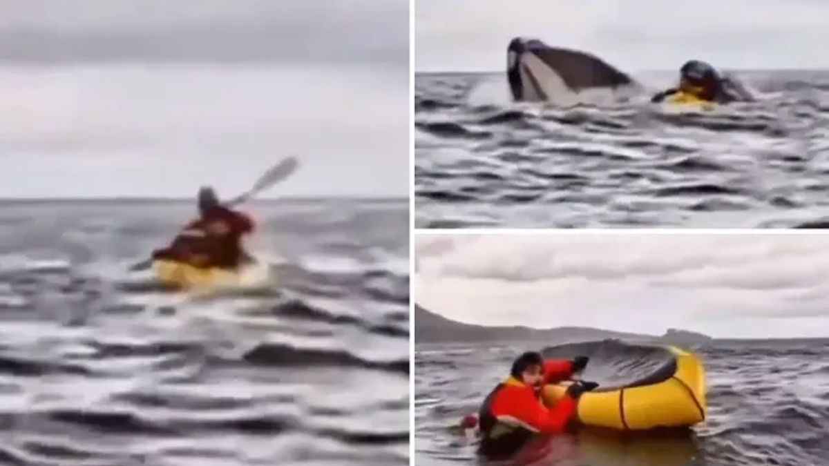 নৌকাসহ যুবককে গিলে ফেললো তিমি