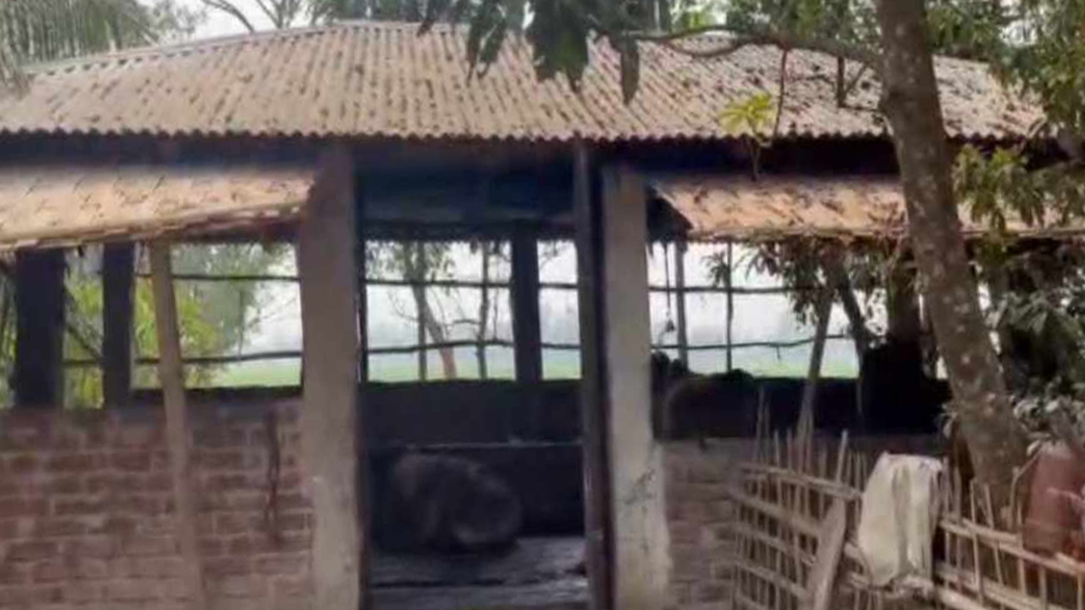 গরু চোর সিন্ডিকেটের প্রধানকে গ্রেফতারের ক্ষোভে ওসির বাড়ি থেকে গরু লুট!