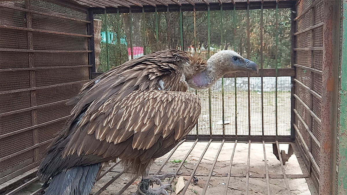 পঞ্চগড়ে অসুস্থ অবস্থায় বিলুপ্ত প্রজাতির শকুন উদ্ধার