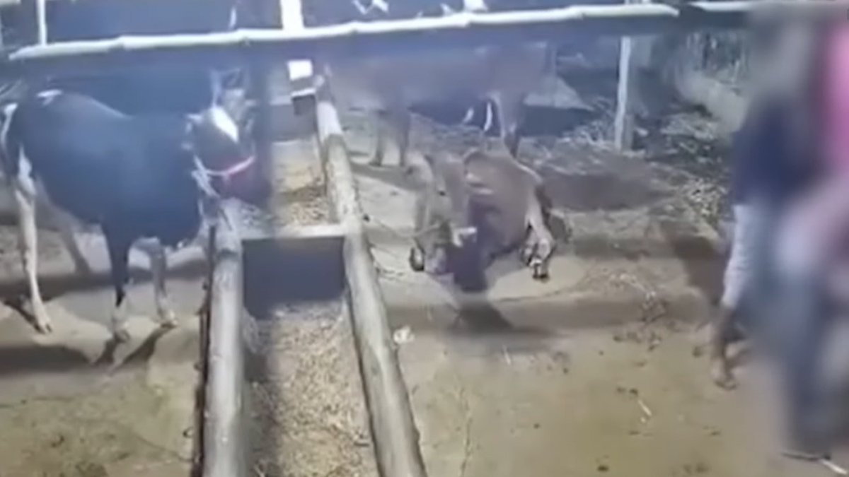 কুমিল্লায় ৫ গরু লুটের ঘটনায় এখনও আটক হয়নি কেউ