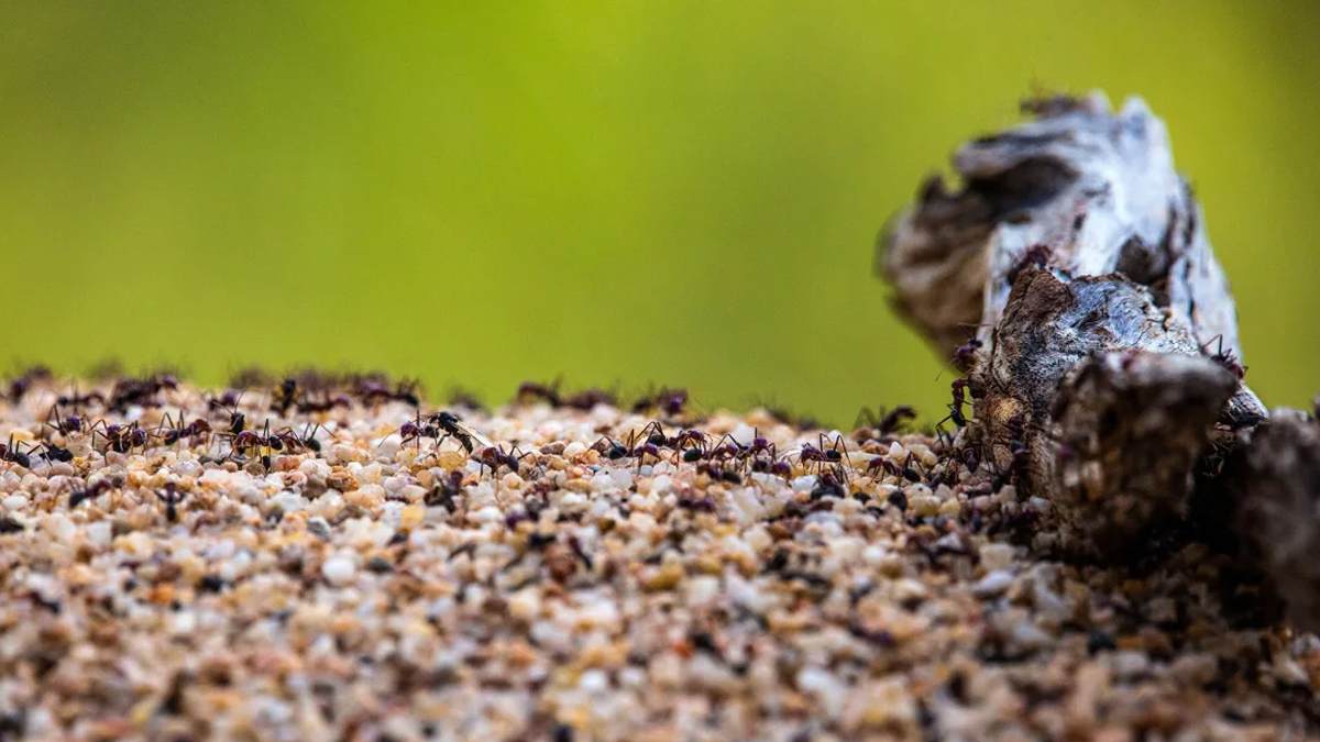 অস্ট্রেলিয়ায় লাল পিঁপড়ার কামড়ে হাসপাতালে ২৩ জন