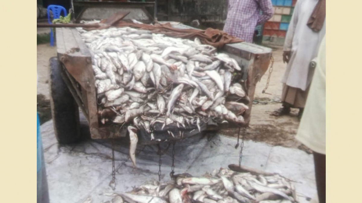 মাছ লুটের অভিযোগে নেত্রকোণায় ছাত্রদলের দুই নেতাসহ আটক ৩