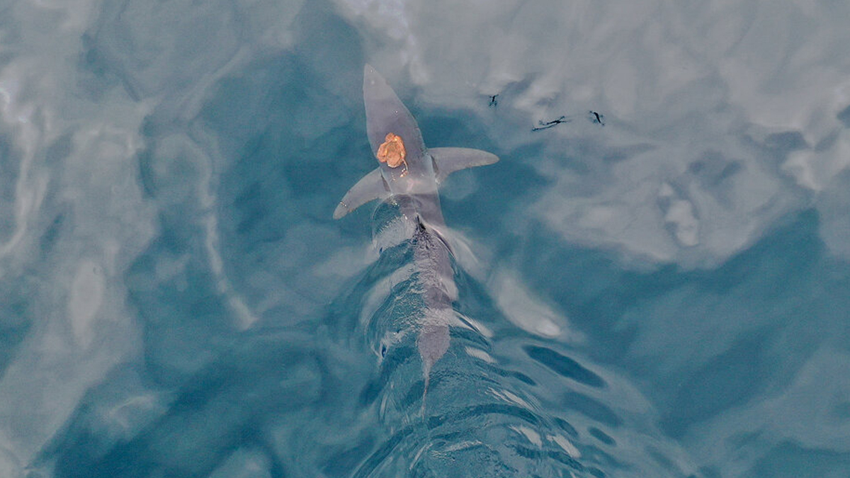 শার্কটোপাস স্টোরি: বিশাল হাঙরের পিঠে চড়ে সমুদ্র ঘুরে বেড়াচ্ছে অক্টোপাস