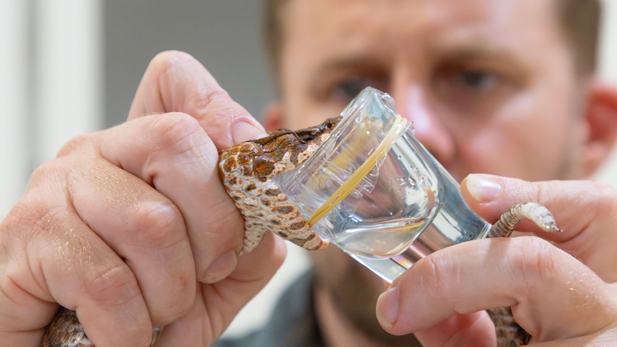 অস্ট্রেলিয়ায় পাওয়া গেলো ৩ বিষদাঁতের ‘সবচেয়ে বিষধর সাপ’