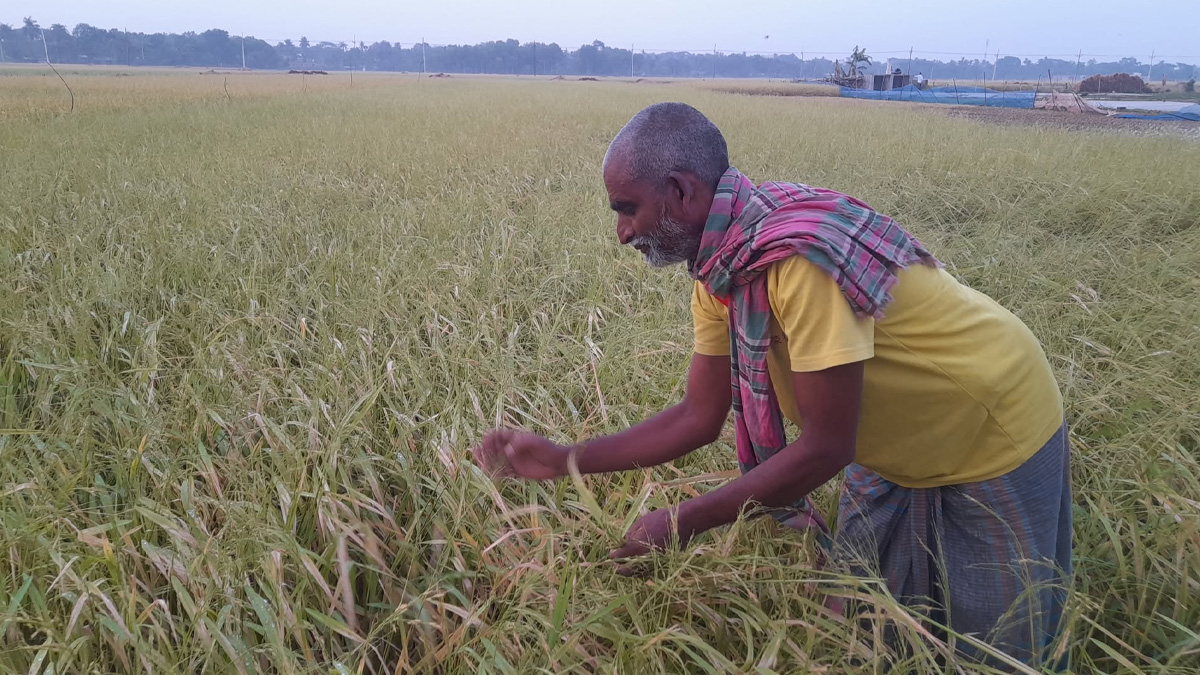 যশোরে আধা ঘণ্টার শিলাবৃষ্টিতে বোরো ধানের ব্যাপক ক্ষতি
