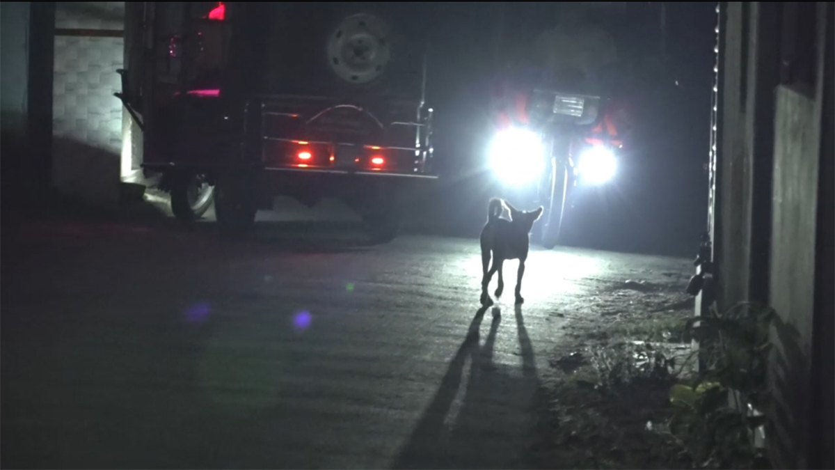 ঝিনাইদহে কুকুর আতঙ্ক, কামড়ে আহত অন্তত ১৫