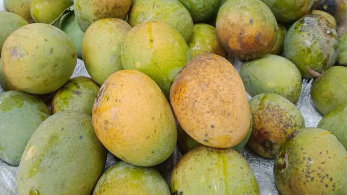 সাতক্ষীরার আম বাজারে আসবে ৫ মে থেকে