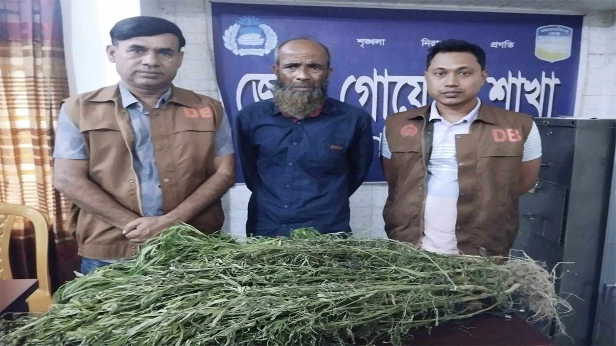 জামালপুরে ভুট্টাক্ষেতের আড়ালে গাঁজা চাষ, কৃষক গ্রেফতার