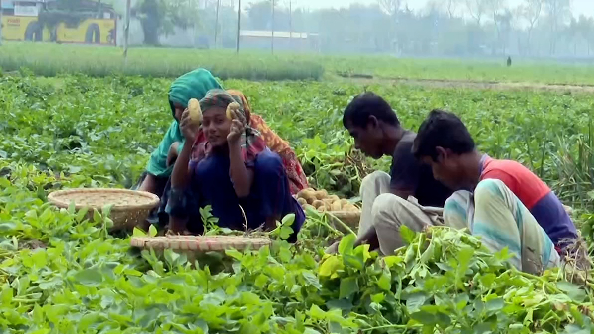 আলুর বাম্পার ফলনেও হাসি নেই কৃষকের, উৎপাদন খরচই উঠছে না