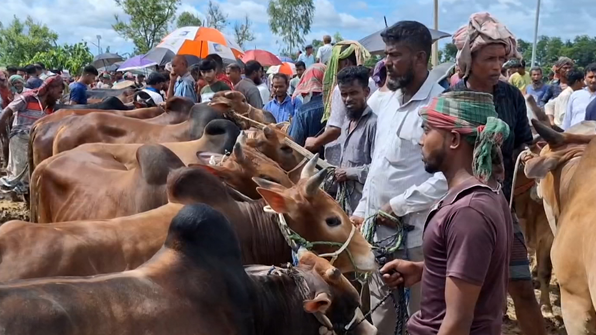 বৈরী আবহাওয়াতেও দেশের বিভিন্ন স্থানে জমজমাট কোরবানির পশুর হাট