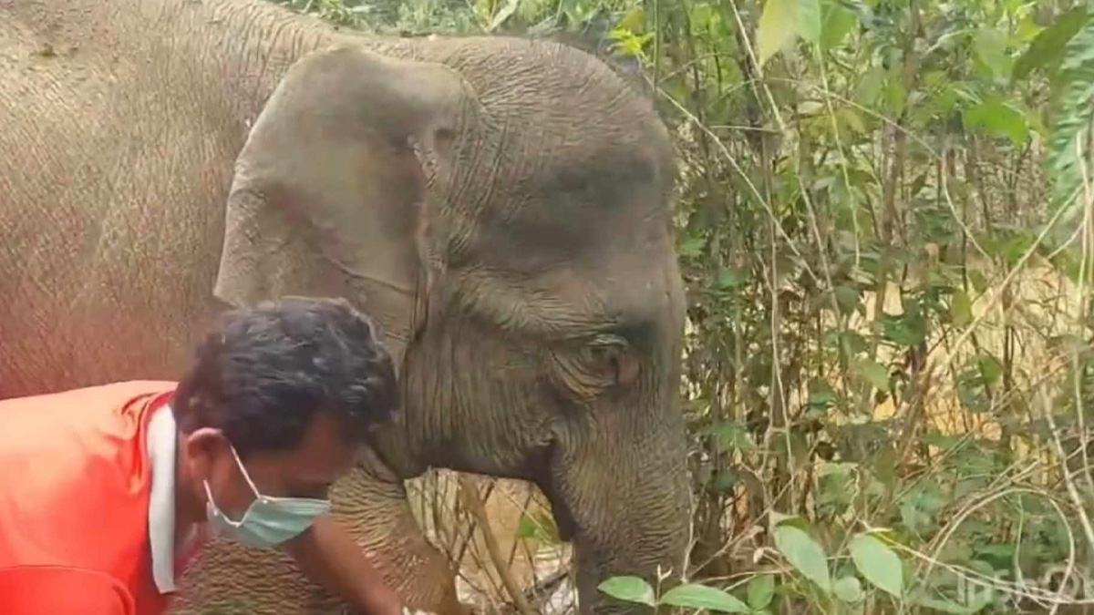 পাহাড়ে পড়ে ছিল অসুস্থ বন্য হাতি, চিকিৎসা দিলো বন বিভাগ