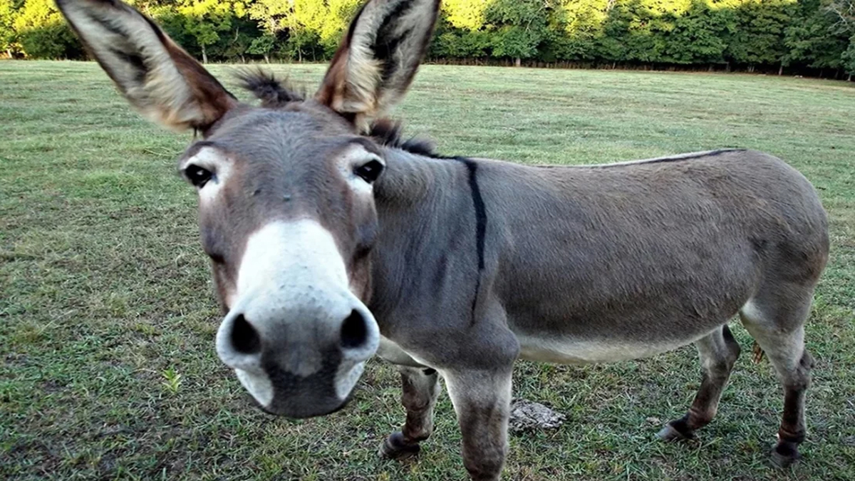 গাধারা কি আসলেই বোকা? যা বলছে গবেষণা