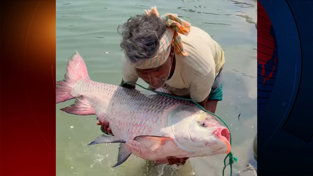 পদ্মার দুই কাতল মাছ বিক্রি হলো ৮২ হাজার টাকায়