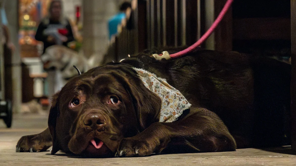 পোষা প্রাণী ও এক হৃদয়স্পর্শী অভিজ্ঞতার গল্প