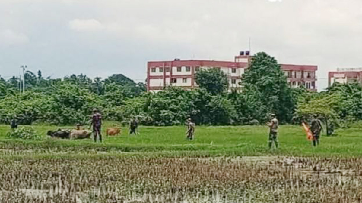 বাংলাদেশি গরু আটক বিএসএফ’র, ছাড়িয়ে আনল বিজিবি