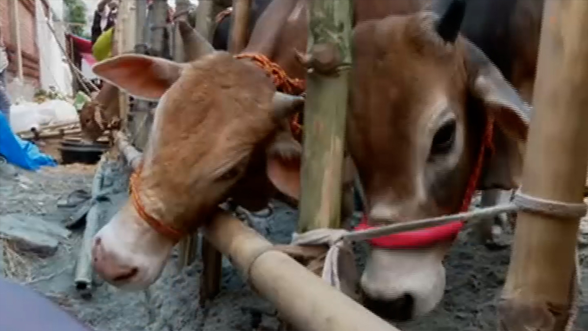 রাজধানীতে জমে উঠছে কোরবানির পশুর হাট