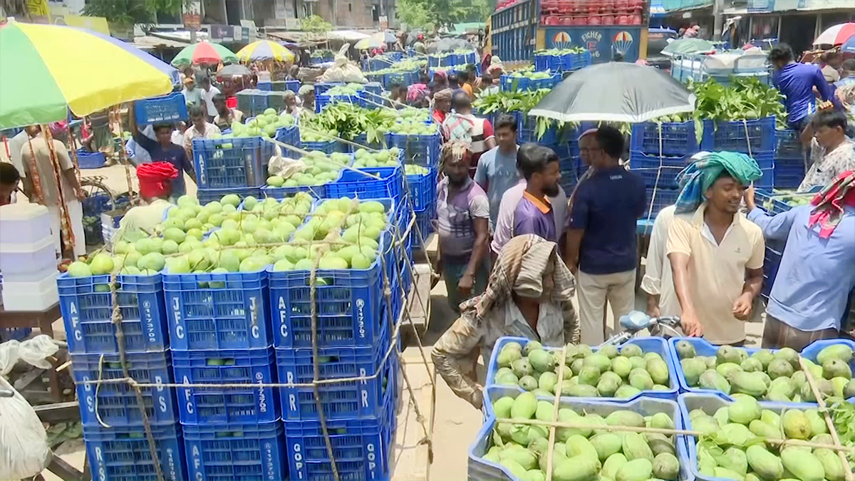 রাজশাহীর আমের বাজারে ধস, চাহিদার তুলনায় যোগান বেশি