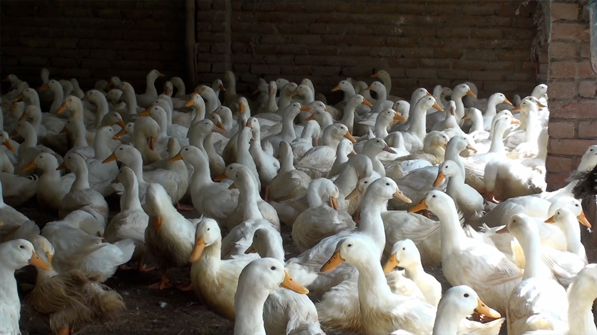 মেহেরপুরে উন্নত জাতের হাঁস পালনে রশিদুলের সফলতা