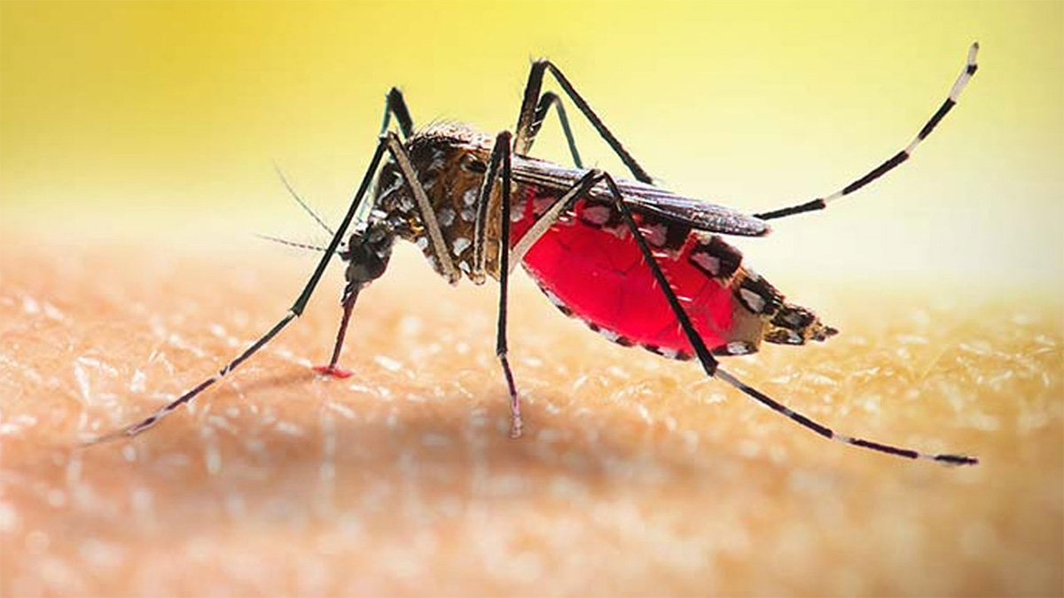 ডেঙ্গু আক্রান্ত হয়ে হাসপাতালে আরও দেড় শতাধিক রোগী