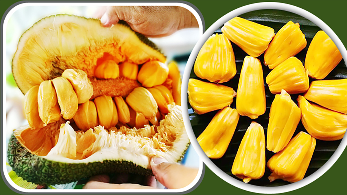 আজ কাঁঠাল খাওয়ার দিন