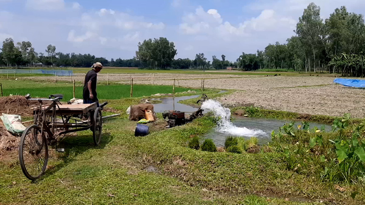 চলতি বর্ষা মৌসুমেই খরার কবলে ঠাকুরগাঁও