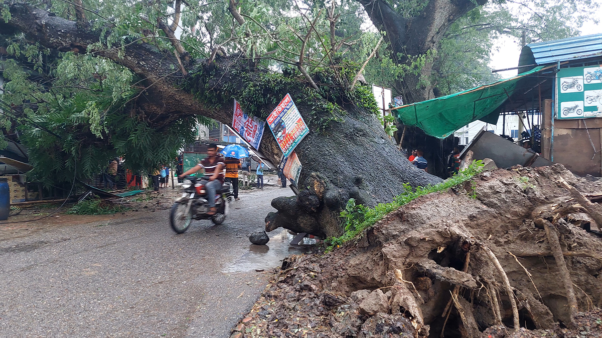 ঝিনাইদহে শতবর্ষী গাছ উপড়ে পড়লো ভবনের ওপর, আহত ১
