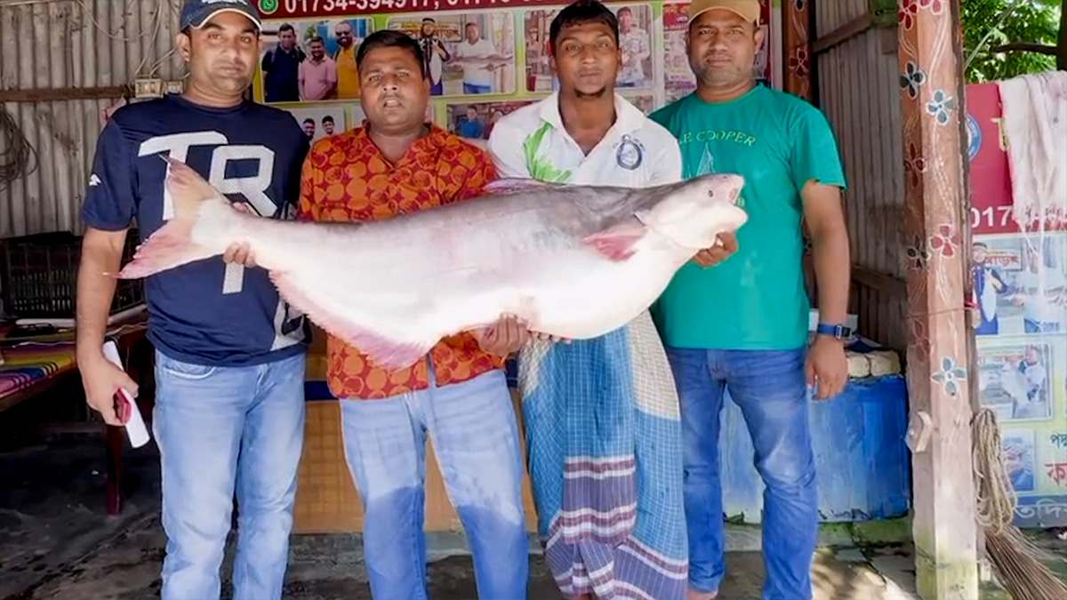 পদ্মা নদীর একটি পাঙাশ মাছ বিক্রি হলো ৬৭ হাজার টাকায়
