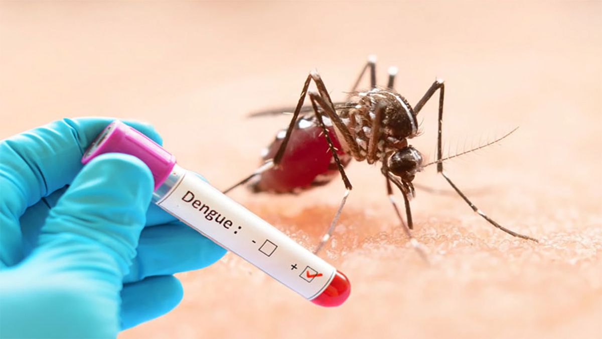 ডেঙ্গুতে আরও ৫ জনের মৃত্যু, হাসপাতালে ৬৩৬