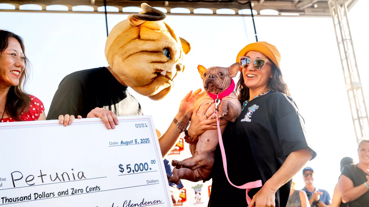 বিশ্বের সবচেয়ে কুৎসিত কুকুরের খেতাব পেলো পেটুনিয়া নামের একটি বুলডগ