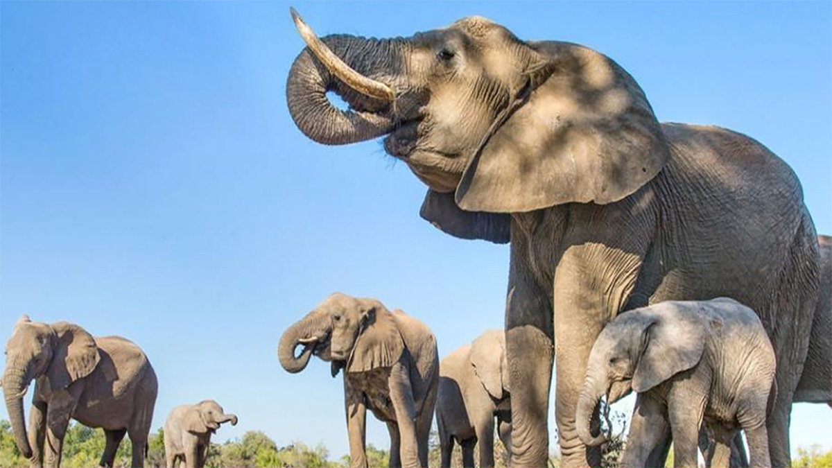 ‘হাতি সুরক্ষায় প্রাকৃতিক বন ফিরিয়ে আনতে হবে’