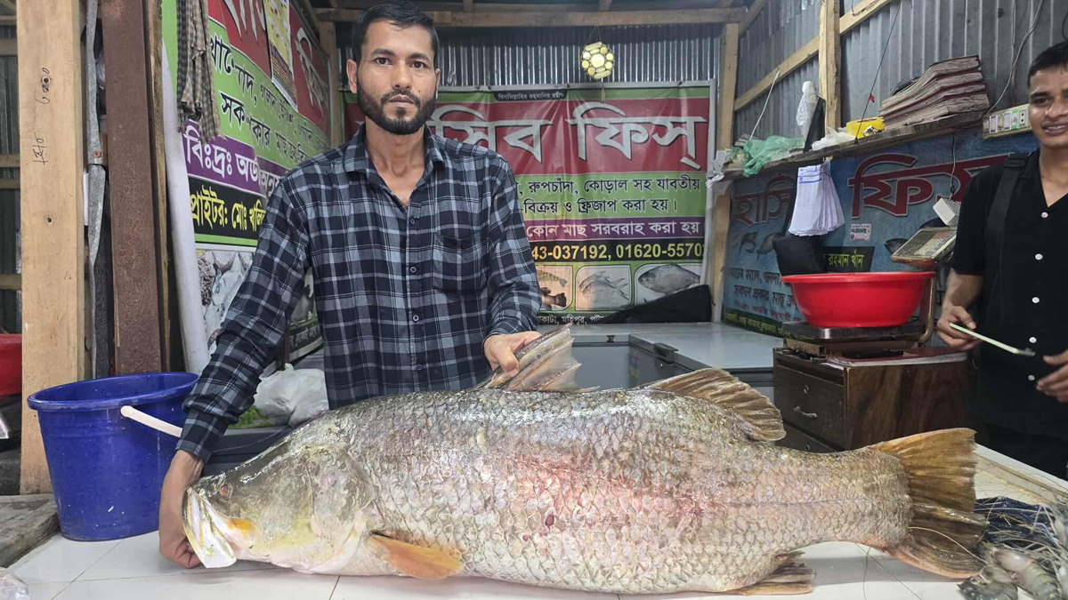 এক কোরালের দাম ৩৫ হাজার